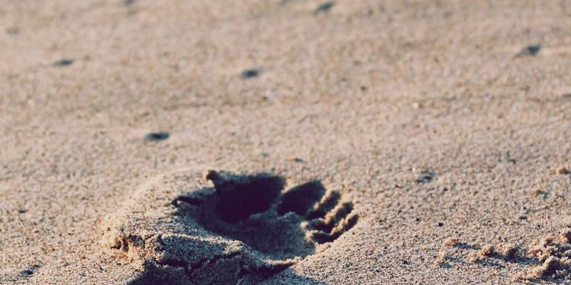 企业估值与价值管理：识别关键绩效杠杆，驱动内在价值持续提升